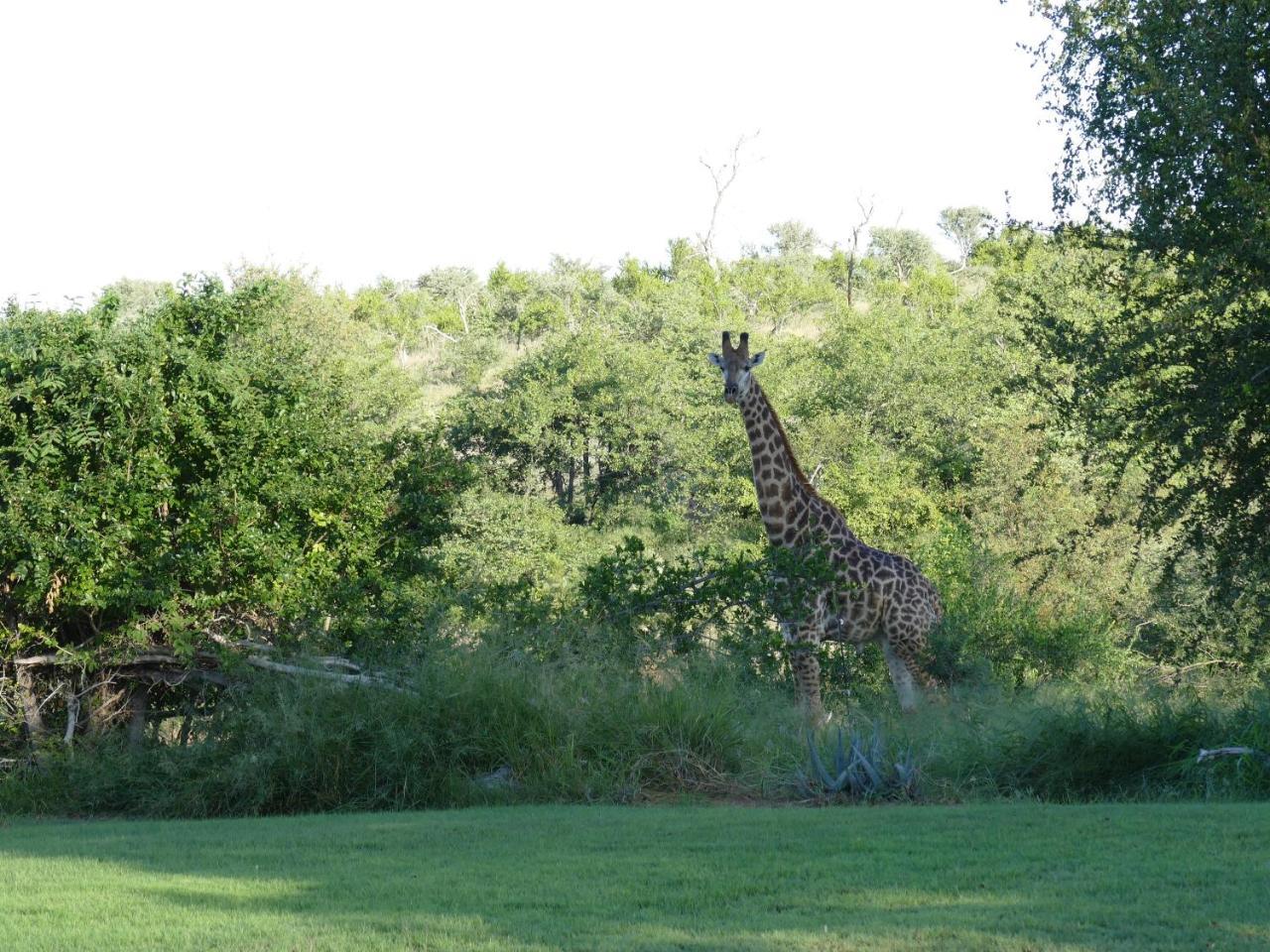 Adonsonia Lodge Grietjie Game Reserve Экстерьер фото