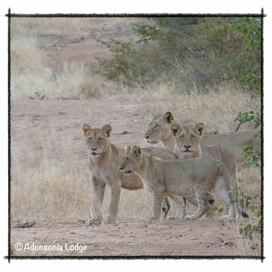 Adonsonia Lodge Grietjie Game Reserve Экстерьер фото