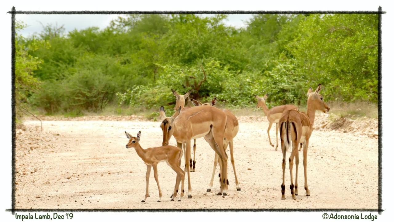 Adonsonia Lodge Grietjie Game Reserve Экстерьер фото